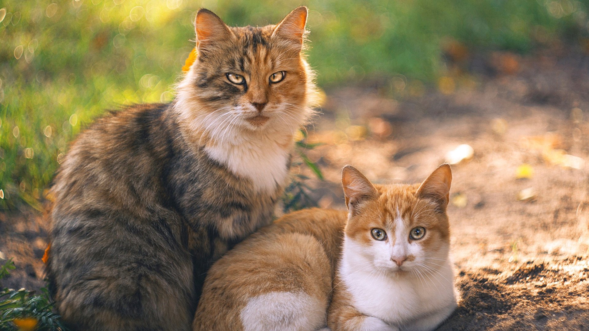 东方术与西方道，篮球世界的双重奏