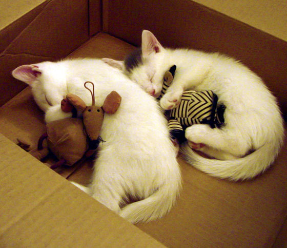 季后赛抢七焦点战，太阳爆冷骑士，唯一性的逆袭