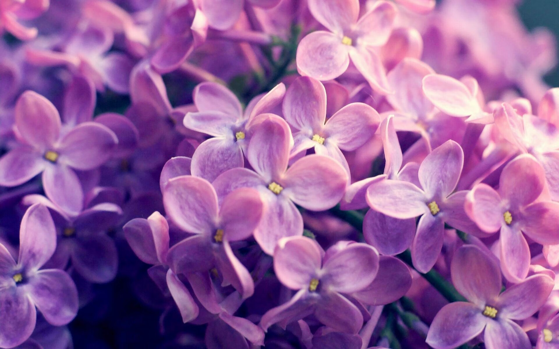 西决生死战之夜，库里如何以唯一的神性定义大场面先生