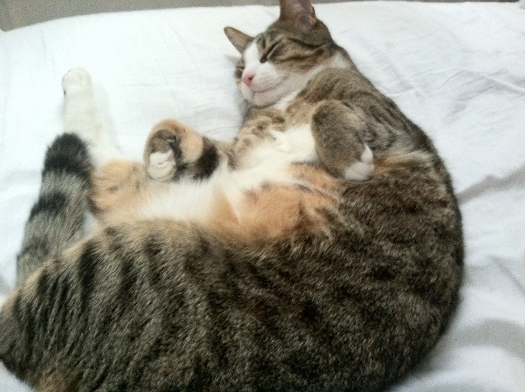 破茧，卡瓦哈尔的魔术手与日本足球的亚洲新王加冕