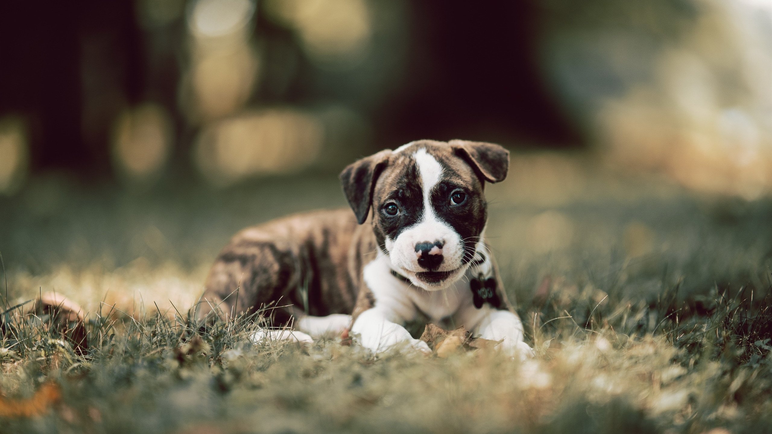 稳健红箭与炽热画笔,当利物浦的稳遇见克瓦拉茨赫利亚的热