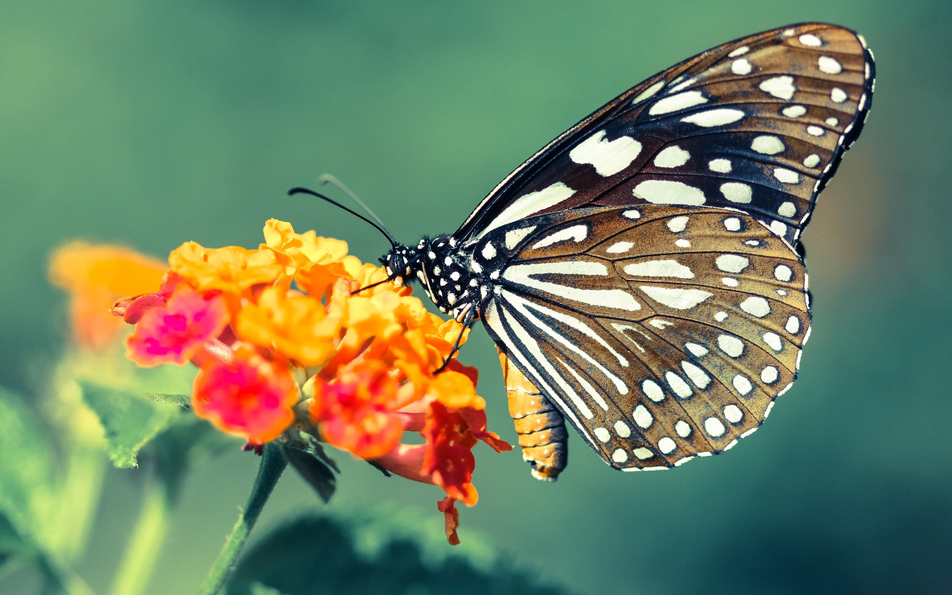 黑夜收尾，他以一首狂想曲终结悬念