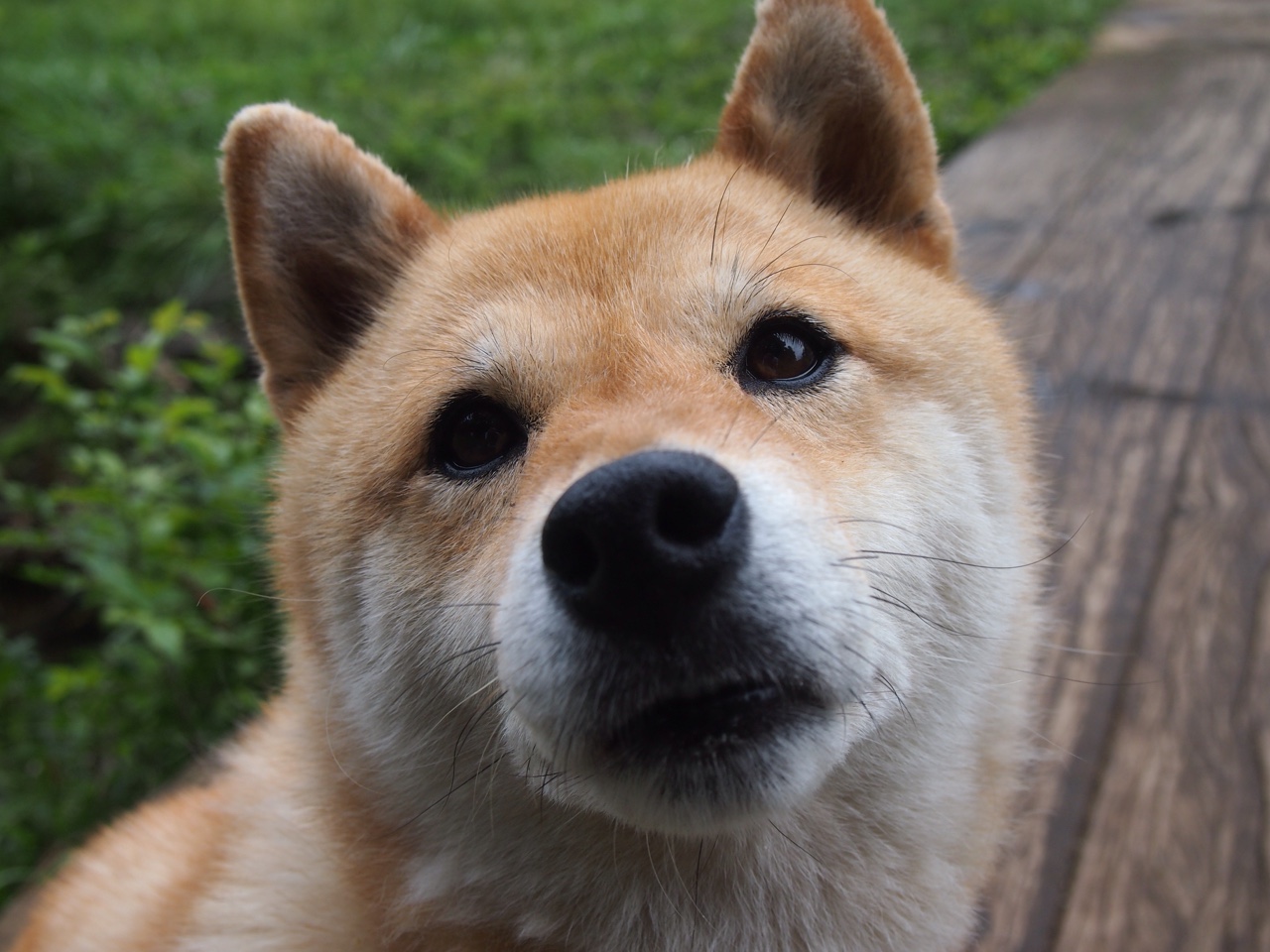 开云体育在线-单指摘星，当库里在敌阵深处投出那记绝杀